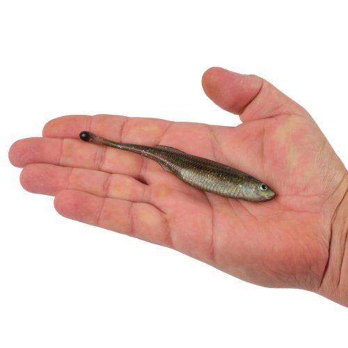 Berkley PowerBaitDripMinnow HDSpottailShiner 5in HAND